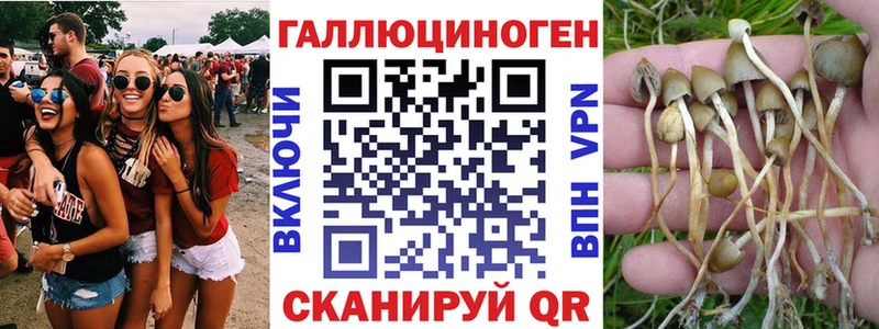 дарнет шоп  Гаврилов-Ям  Псилоцибиновые грибы Cubensis 